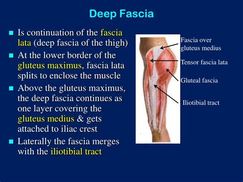 PPT - The Gluteal Region (Buttock) PowerPoint Presentation - ID:2951081