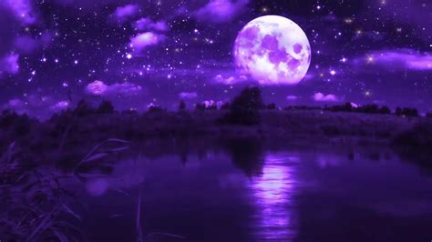 Live Purple Wallpapers