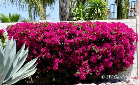 Bougainvillea makes a great hedge against a hot wall. | Desert landscaping, Beautiful gardens ...