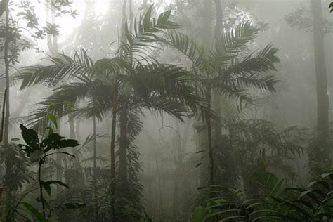 Bosque húmedo tropical: características, clima, flora, fauna