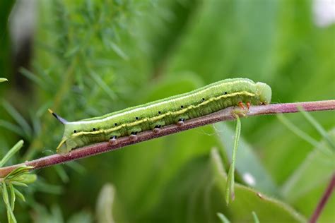 Hummingbird hawk-moth caterpillar – Bournemouth | Dorset Butterflies