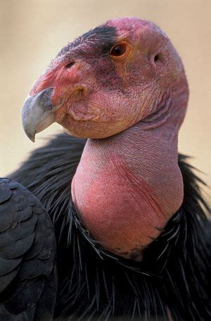 California condor | Wingspan, Habitat, Population, Endangered, & Facts | Britannica