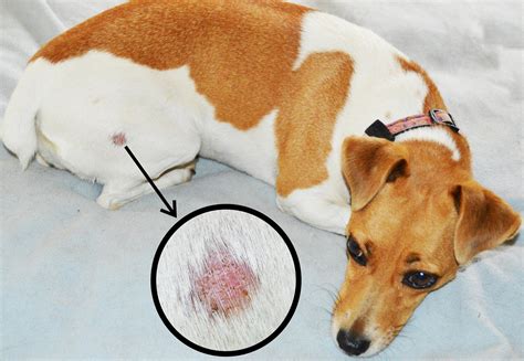 4 Natural Dog Ringworm Home Remedies You Should Have in Your Pet Check ...