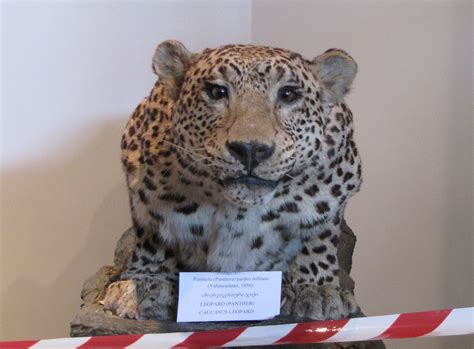 Abe's Animals: Leopards of the Caucasus