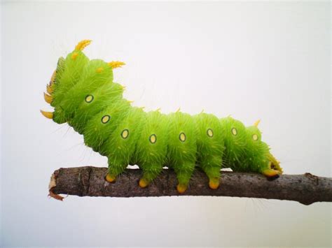 Green Jean: caterpillars!