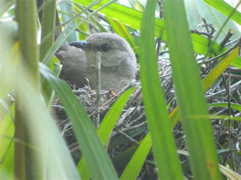 Northern Mockingbird nest - FeederWatch