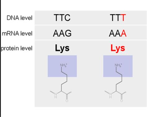 Silent Mutation — Definition & Examples - Expii