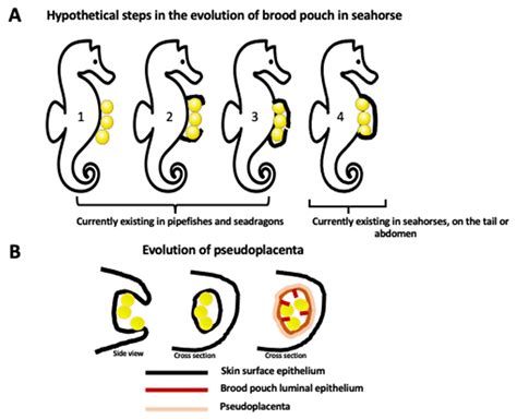 Seahorse Male Pregnancy | Encyclopedia MDPI