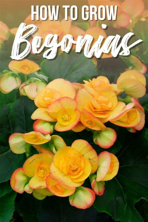 How to Grow and Care for Begonias - growhappierplants.com