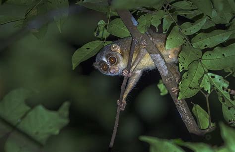 Baby of the Forest: In Search of the Malabar Grey Slender Loris, red slender loris HD wallpaper ...