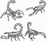 Scorpion Coloring Page sketch template