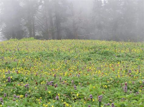 Flora in Himalayas. It is always adventures while climbing… | by Pankaj Gosain | Medium