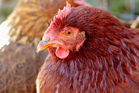 Rhode Island Reds: The Prolific Egg-Laying Heritage Breed – Nature Blog Network