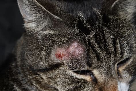 Ringworm in cats. Forms and Symptoms - Top Wellness Life