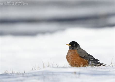 American Robin – My First Bird Of The Year 2023 - Mia McPherson's On ...