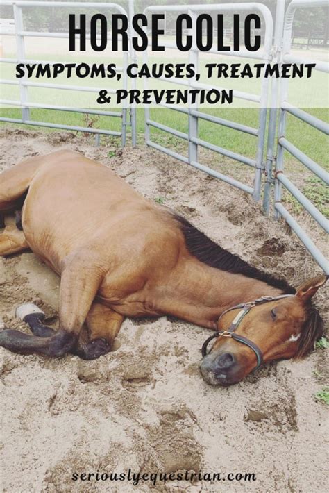 Horse Colic – Symptoms, Causes, Treatment & Prevention - Seriously Equestrian