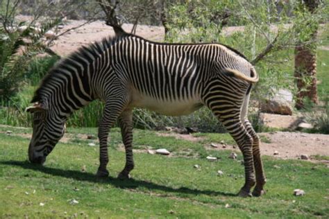 Phoenix Zoo: A World of Animals and Attractions | Wander With Wonder