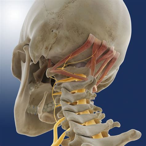 Occipital Muscle Anatomy