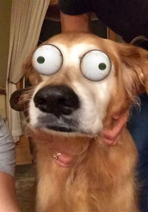 People Are Using Snapchat Filters On Their Animals And The Results Are ...