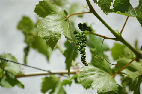 File:Grape Vine.jpg - Wikimedia Commons