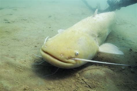 European Catfish Silurus Glanis Stock Photo - Image of angler, habitat ...