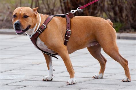 How to Measure a Dog for a Harness (Step-By-Step Guide)