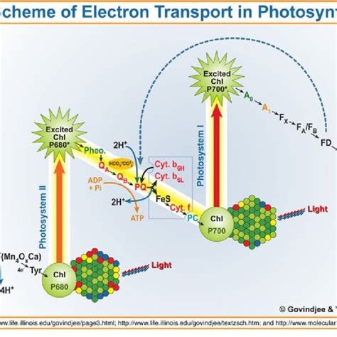 Z-Scheme of electron transport in photosynthesis by Govindjee and ...