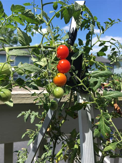 My pretty cherry tomato plant : r/gardening