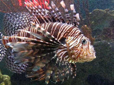 Lionfish, poisonous | Underwater fish, Lion fish, Underwater life