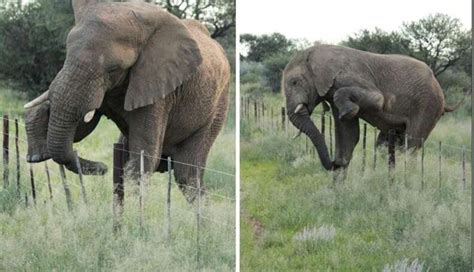 Delicate Elephant Tiptoes Over Fence Instead Of Trampling It - The Dodo