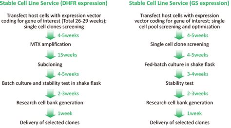 Transient vs. Stable Expression