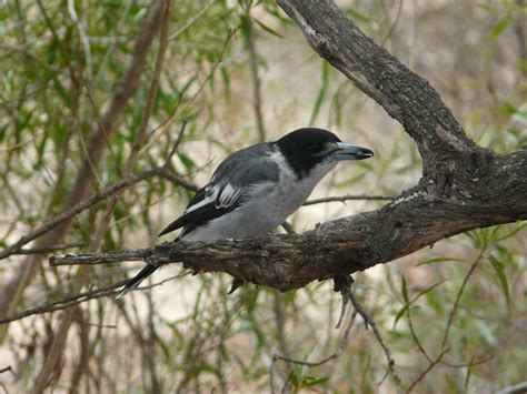 Grey Butcher Bird | BIRDS in BACKYARDS