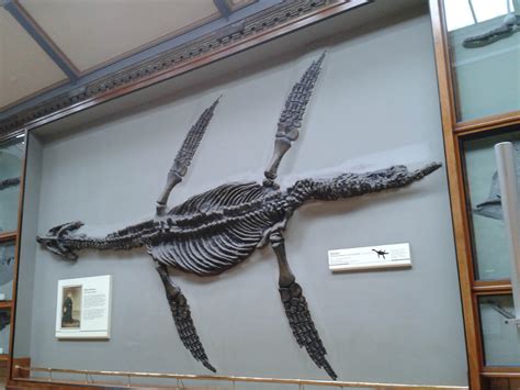 Mary Anning's Plesiosaur fossil – World by Isa