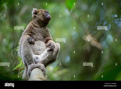 Greater Bamboo Lemur in rainforest - Madagascar Stock Photo - Alamy