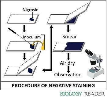 Simple Staining Procedure