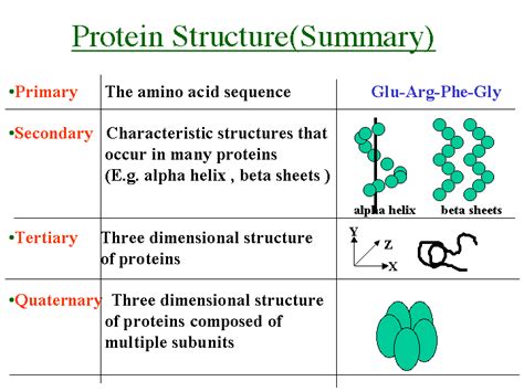 Protein function. | Protein structure, Bio notes, Biochemistry