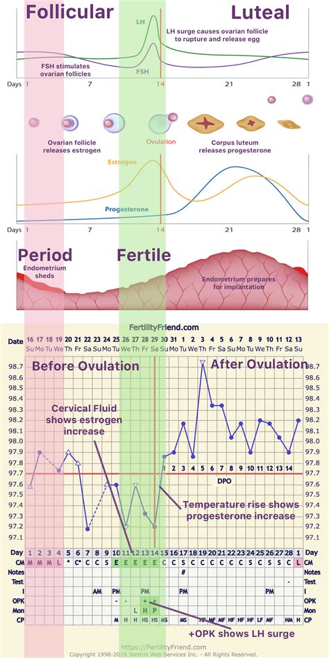 FertilityFriend.com's Charting Course