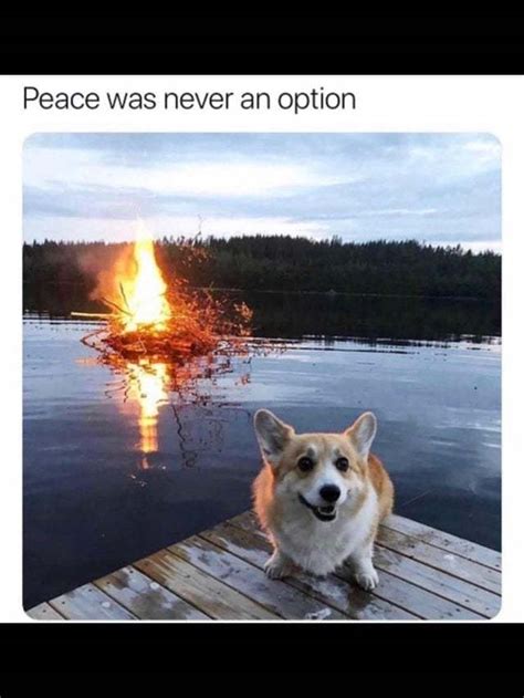 Peace was never an option - Meme by Sugartown :) Memedroid