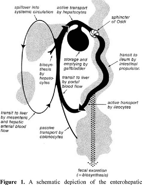 Figure 1 from The enterohepatic circulation of bile acids in mammals: form and functions ...