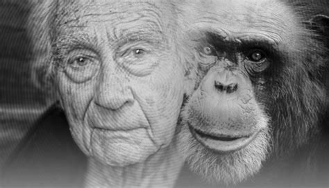 Chimp human similarity - creation.com