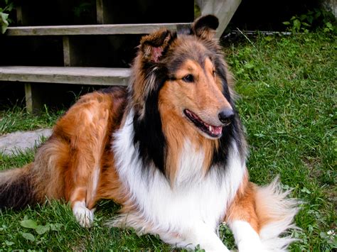 File:Rough Collie KC.jpg - Wikimedia Commons