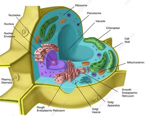 Plant Cell, illustration - Stock Image - C027/8379 - Science Photo Library