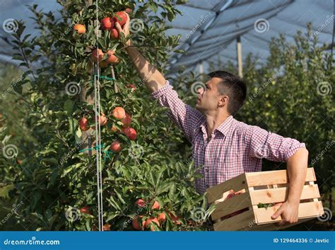 Farmer Harvesting Apples in Orchard Stock Photo - Image of autumn, green: 129464336