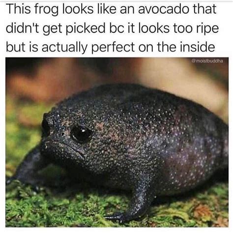 Sad frog : r/memes