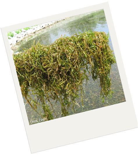 Curly-Leaf Pondweed | Purdue University Report Invasive Species