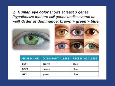 Polygenic Traits Eye Color