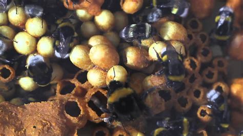 A look inside a bumblebee hive - YouTube