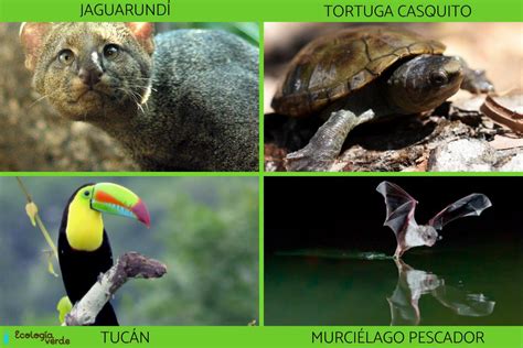 FLORA y FAUNA de CHIAPAS - Características y ejemplos