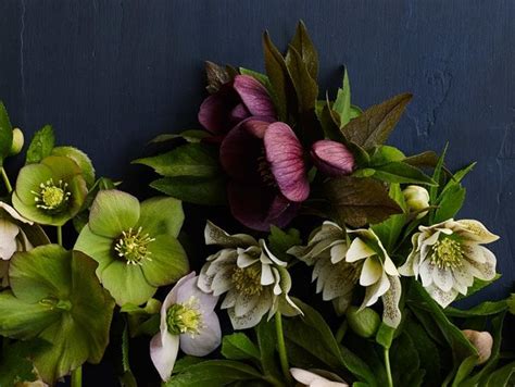 How to Grow & Care for Hellebore Flowers | Garden Design