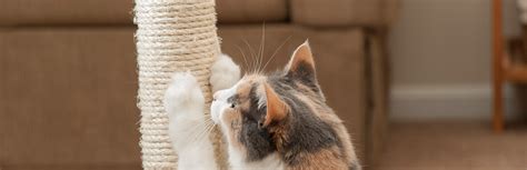 5 Home-Remedy Ideas for Cat Scratch Treatment | My Pet Needs That